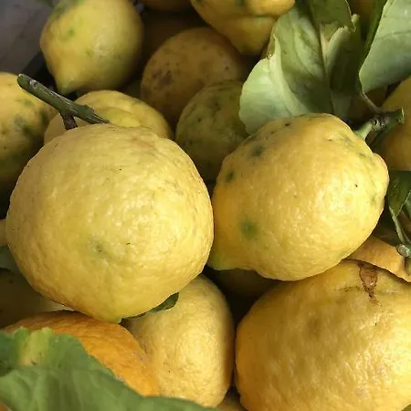 Delle Muse Da Imma *