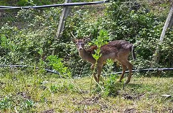 Delle Muse Da Imma * パリヌロ