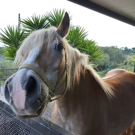 Delle Muse Da Imma *