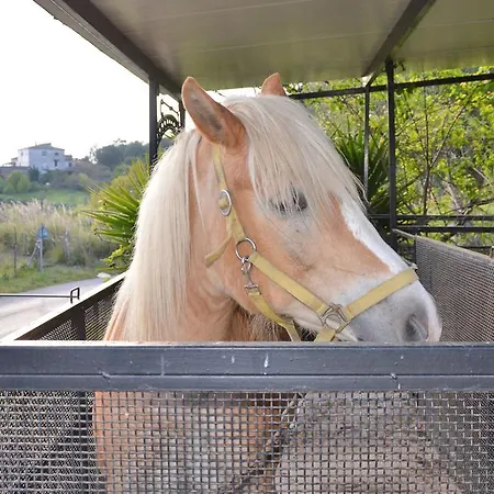 Delle Muse Da Imma ファームステイ *