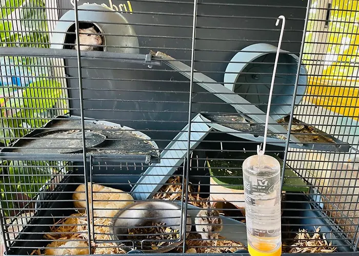 مزرعة للإقامة Delle Muse Da Imma