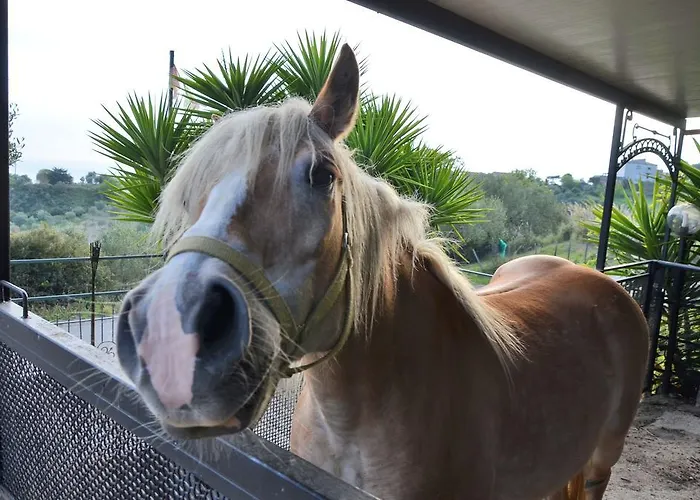 Delle Muse Da Imma *