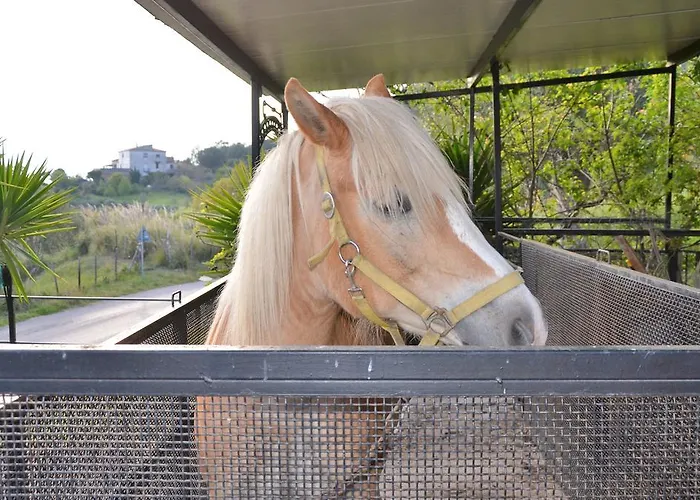 Delle Muse Da Imma مزرعة للإقامة *