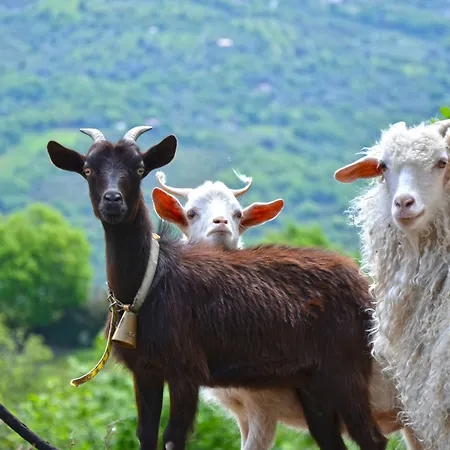 Delle Muse Da Imma Farm stay
